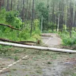 angin kencang sebabkan pohon tumbang