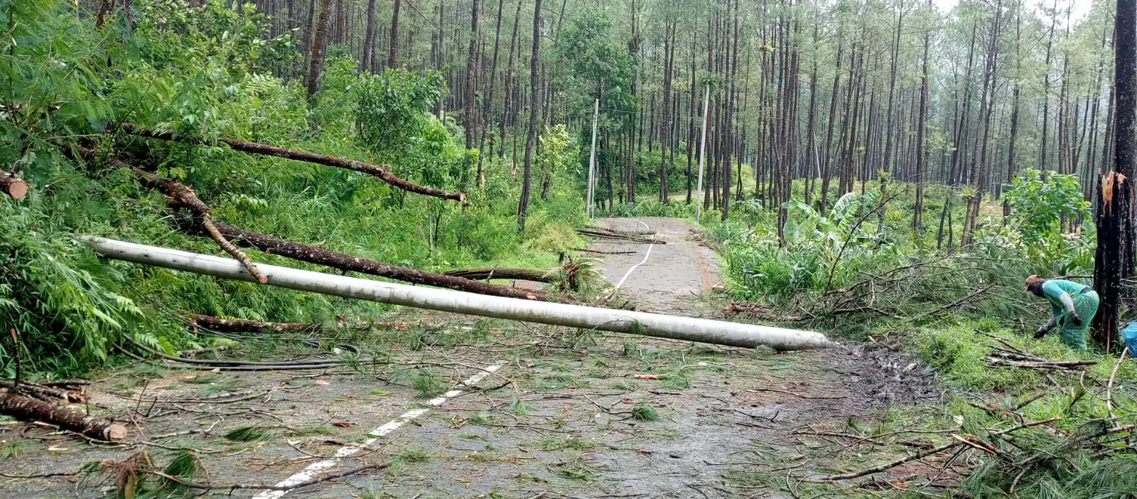 angin kencang sebabkan pohon tumbang