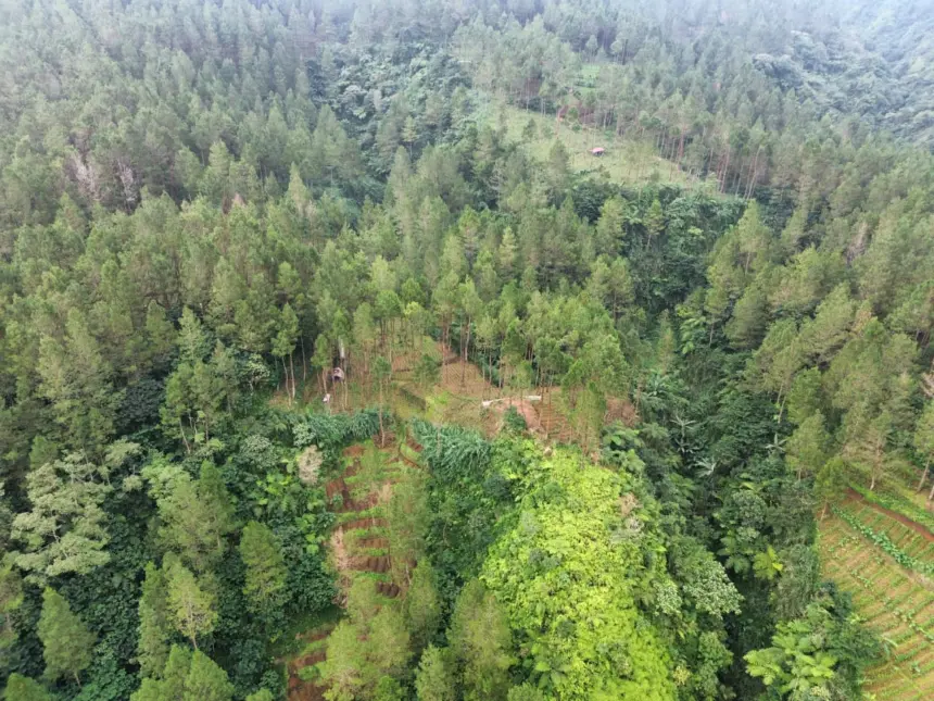 Hutan Jatilawang