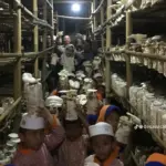 eduwisata jamur tiram