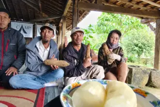 umbi yakon
