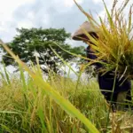 Jateng siap swasembada pangan 2026