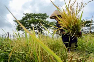 Jateng siap swasembada pangan 2026