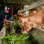 Pantau kesehatan ternak melalui program healing