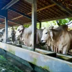 Peternak milenial sukses kembangkan sapi premium