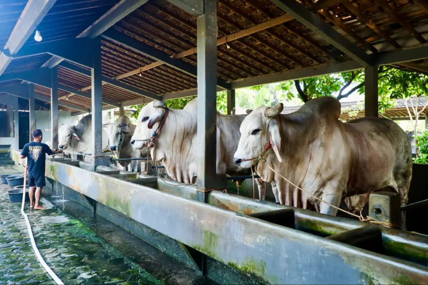 Peternak milenial sukses kembangkan sapi premium