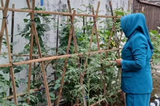 dorong ketahanan pangan dengan menanam di lingkungan rumah