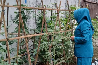 dorong ketahanan pangan dengan menanam di lingkungan rumah