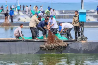 Tambak udang Modern di Kebumen