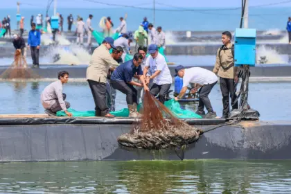 Tambak udang Modern di Kebumen