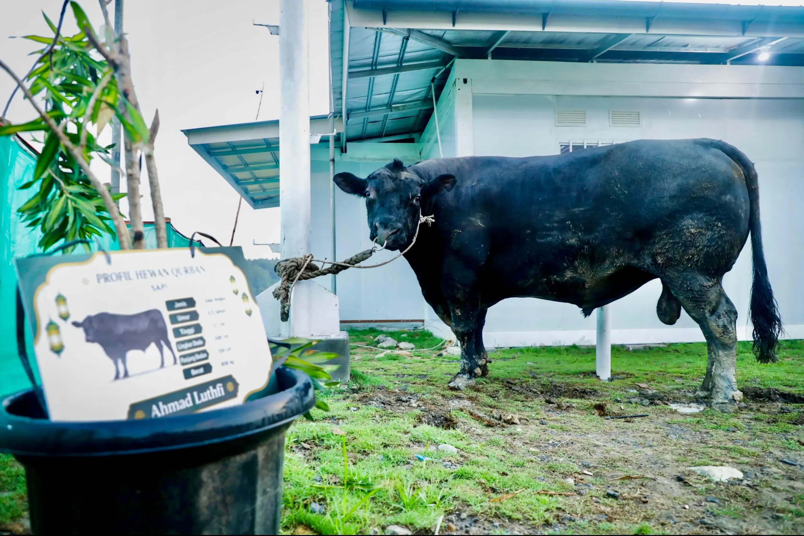 Sapi kurban Gubernur Ahmad Luthfi pada Iduladha 1447 H