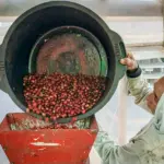 kopi senggani banjarnegara