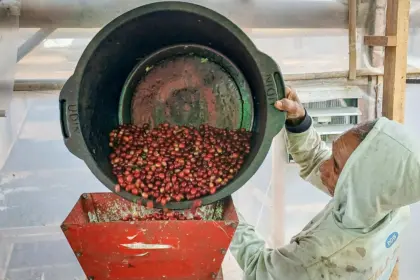 kopi senggani banjarnegara