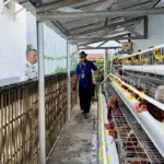 Rutan Banjarnegara kembangkan ayam petelur bekali keterampilan warga binaan