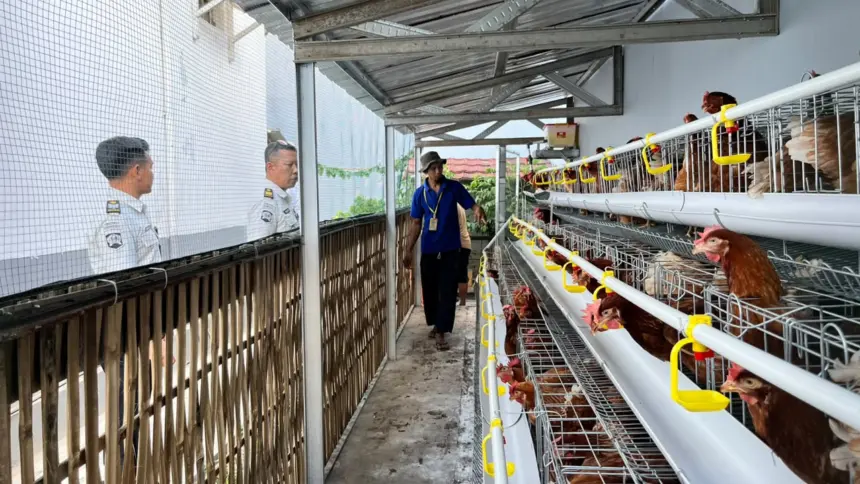 Rutan Banjarnegara kembangkan ayam petelur bekali keterampilan warga binaan