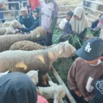 domba batur jadi ternak unggulan dfan ikon Banjarnegara