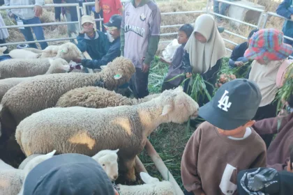 domba batur jadi ternak unggulan dfan ikon Banjarnegara