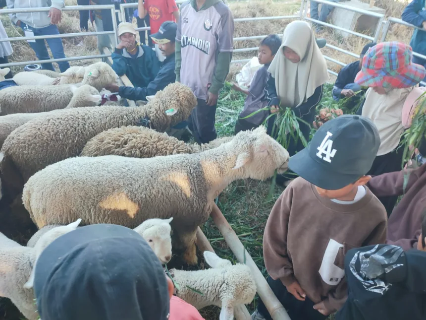 domba batur jadi ternak unggulan dfan ikon Banjarnegara