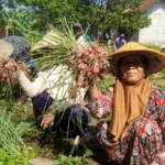 petani saat panen bawang merah