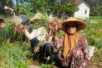 petani saat panen bawang merah