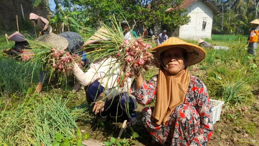 petani saat panen bawang merah