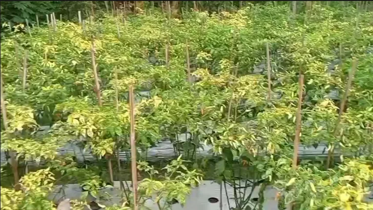 warga memanfaatkan endapan Sungai Serayu sebagai kebun cabai