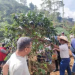 Petani kopi lokal Banjarnegara membudidayakan kopi yang menjadi bagian dari program konservasi dan pemberdayaan masyarakat di Hulu DAS Serayu.
