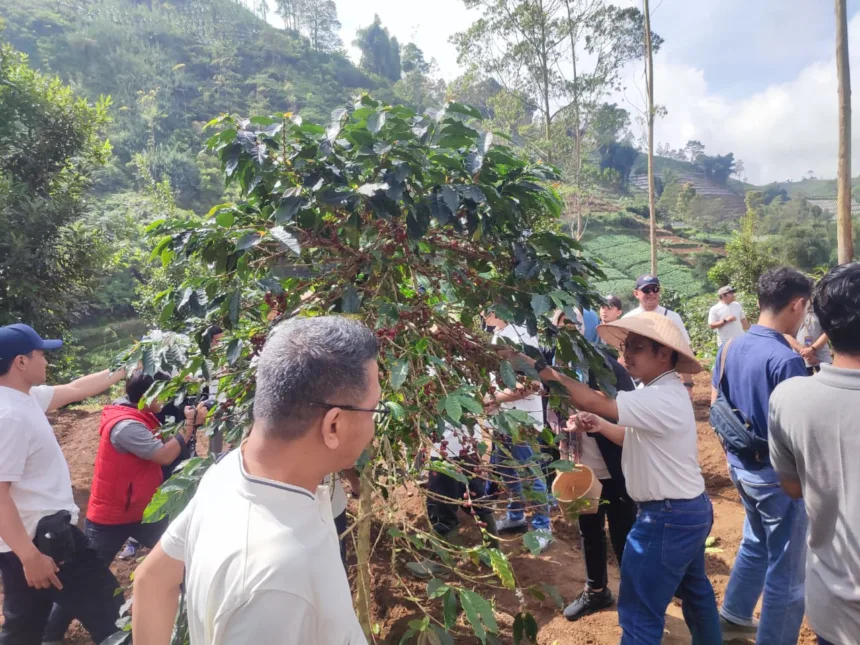 Petani kopi lokal Banjarnegara membudidayakan kopi yang menjadi bagian dari program konservasi dan pemberdayaan masyarakat di Hulu DAS Serayu.